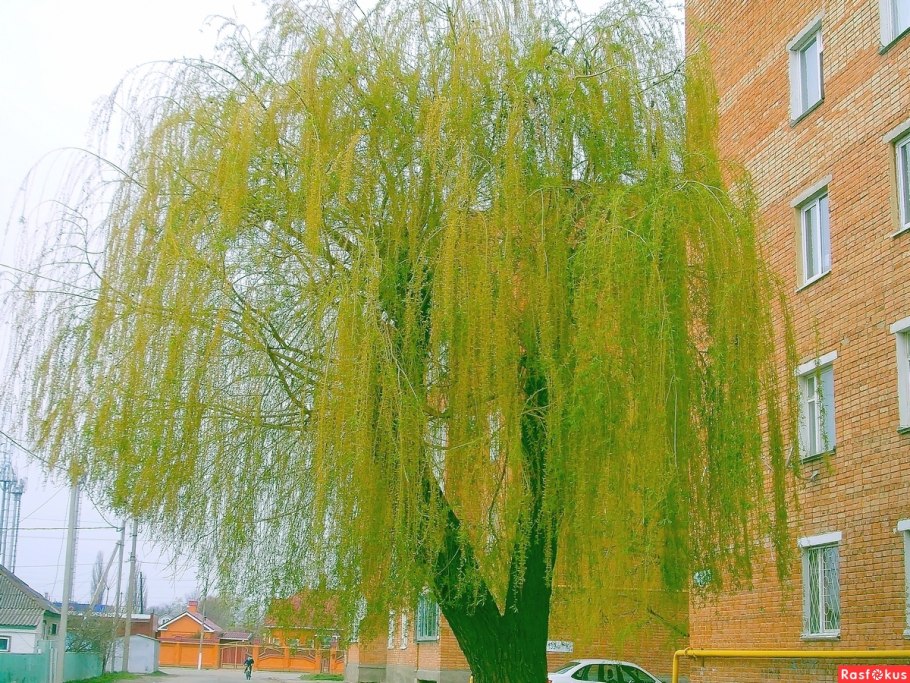 Ива Свердловская плакучая