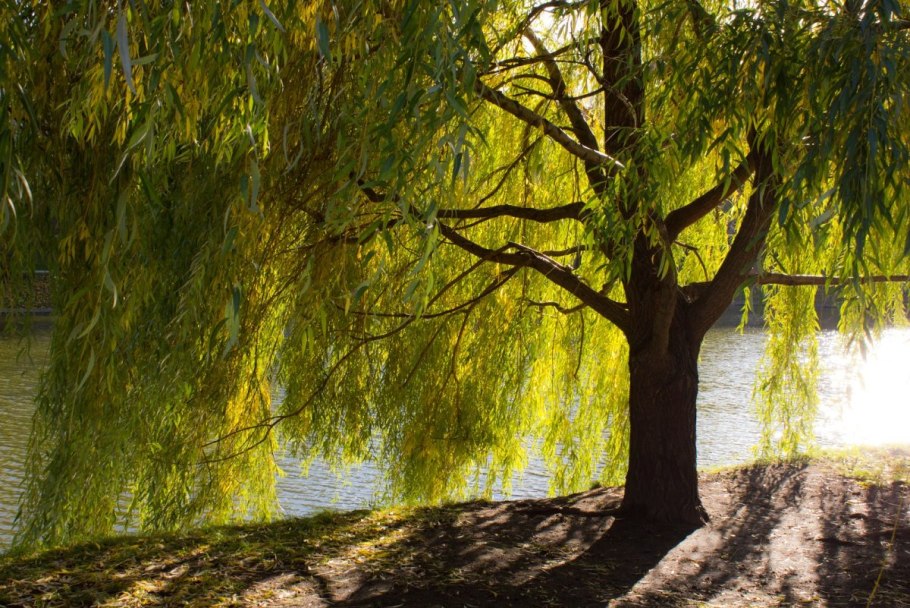 Ива желтая плакучая
