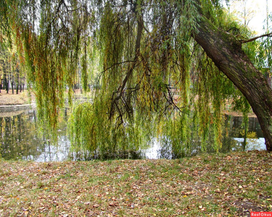 Ива Вавилонская (Salix babylonica)