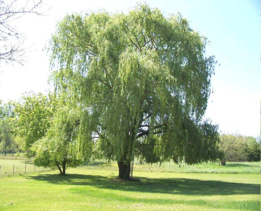 Weeping willow tree