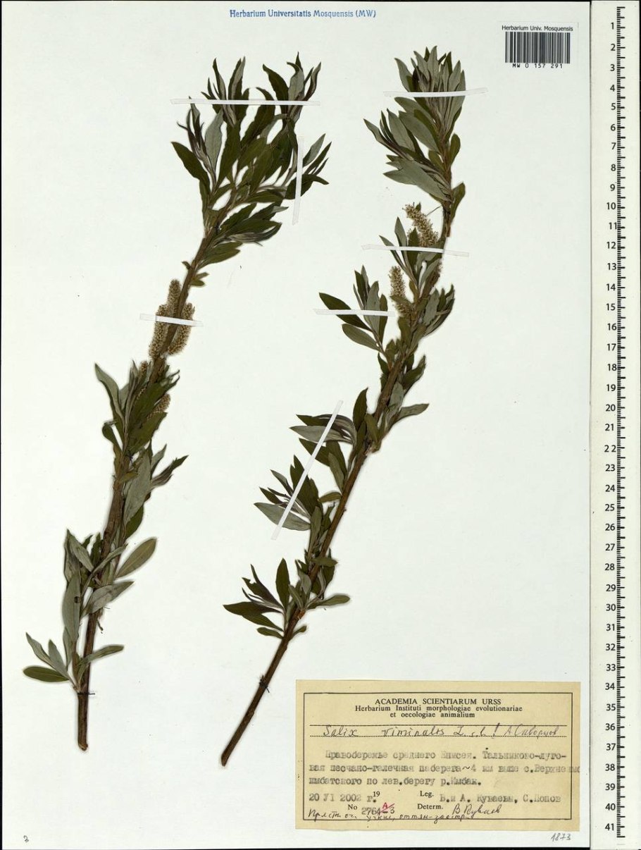 Ива розмаринолистная фото и описание