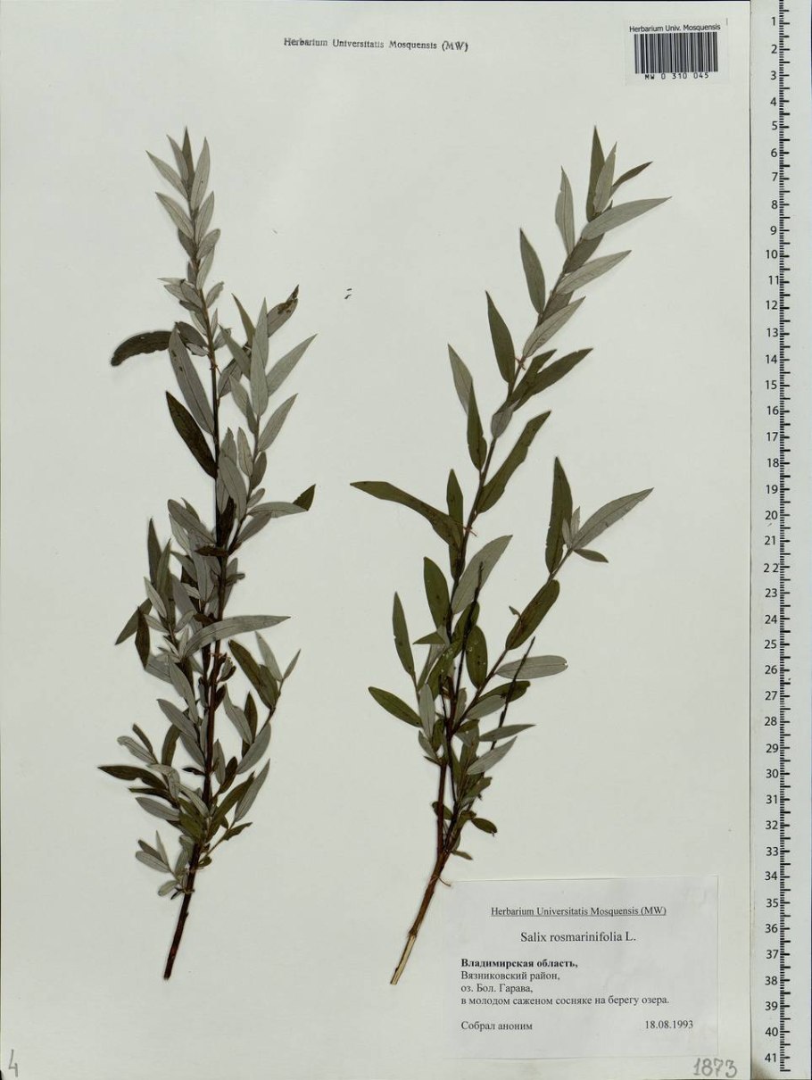 Salix starkeana