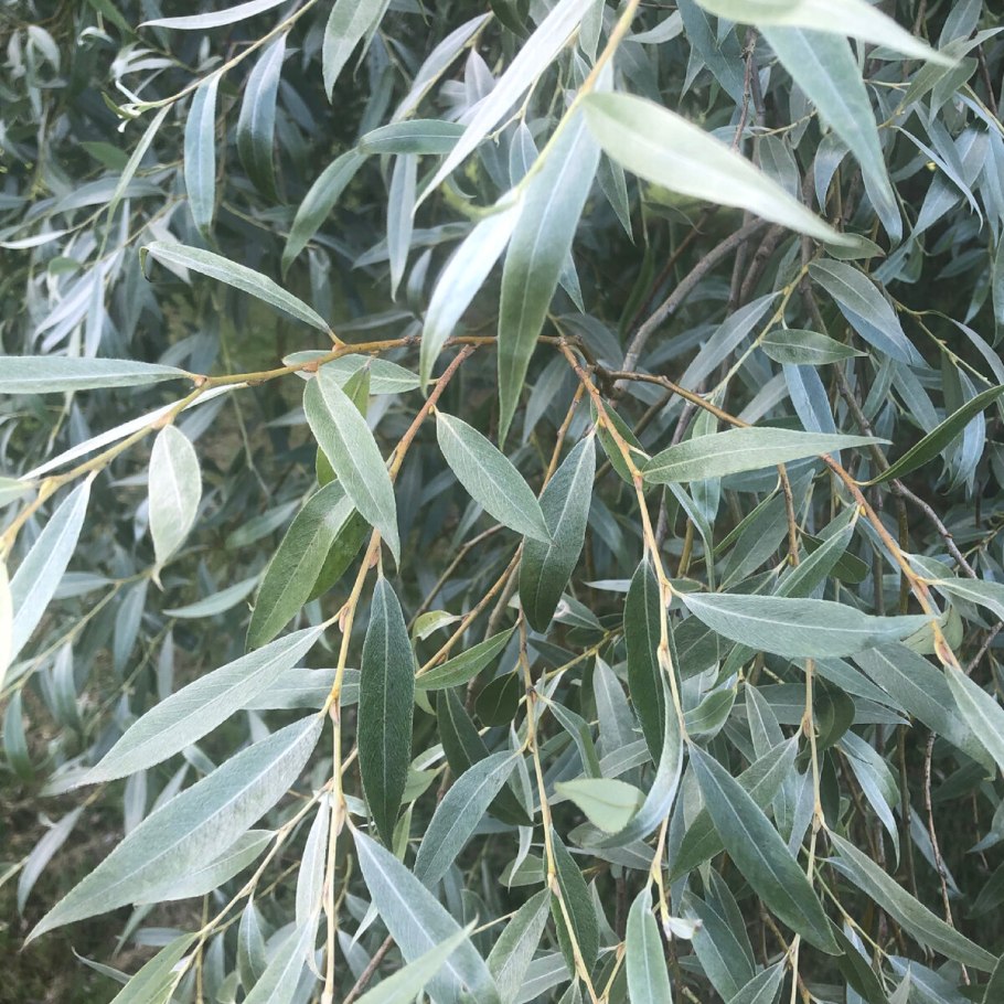 Ива Альпийская Salix hylematica: