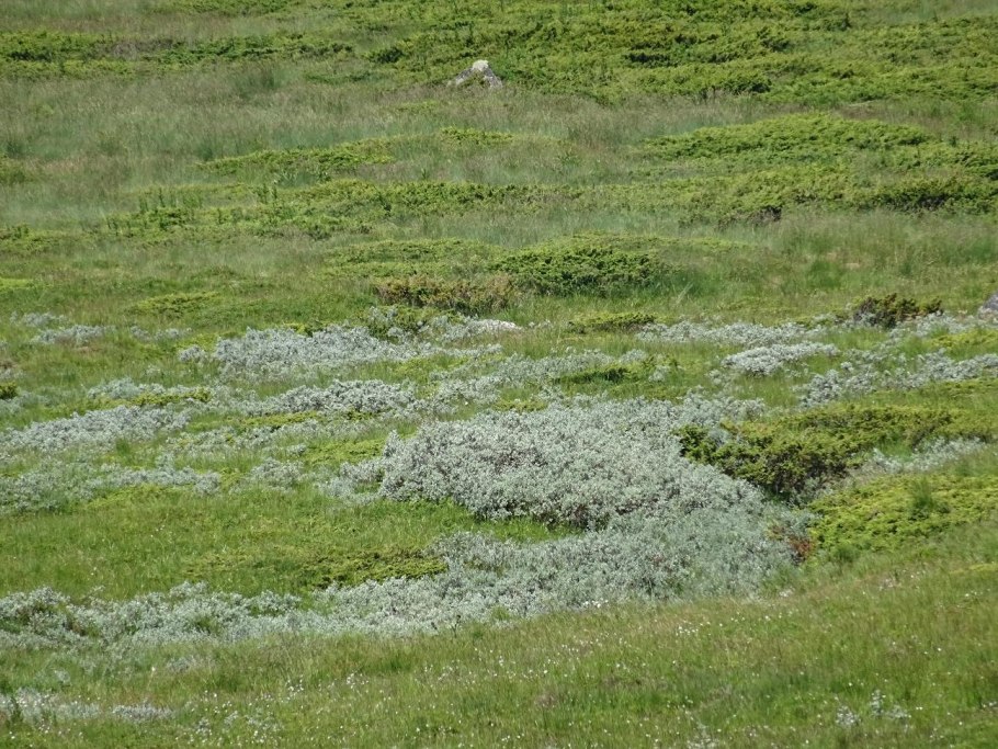 Самарская область Ива Лапландская