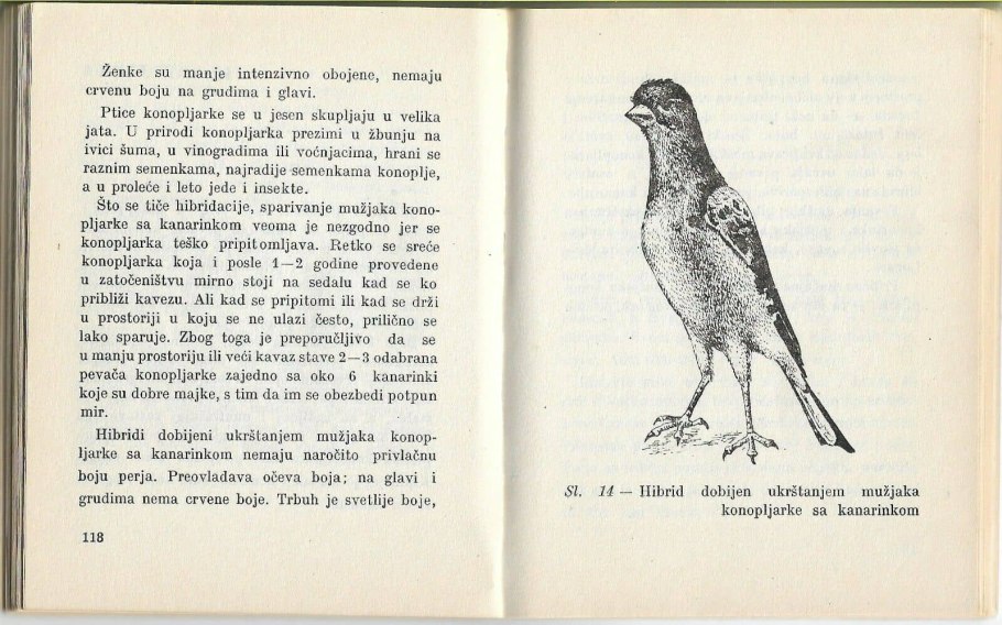 Ива Козья Саликс Каприо