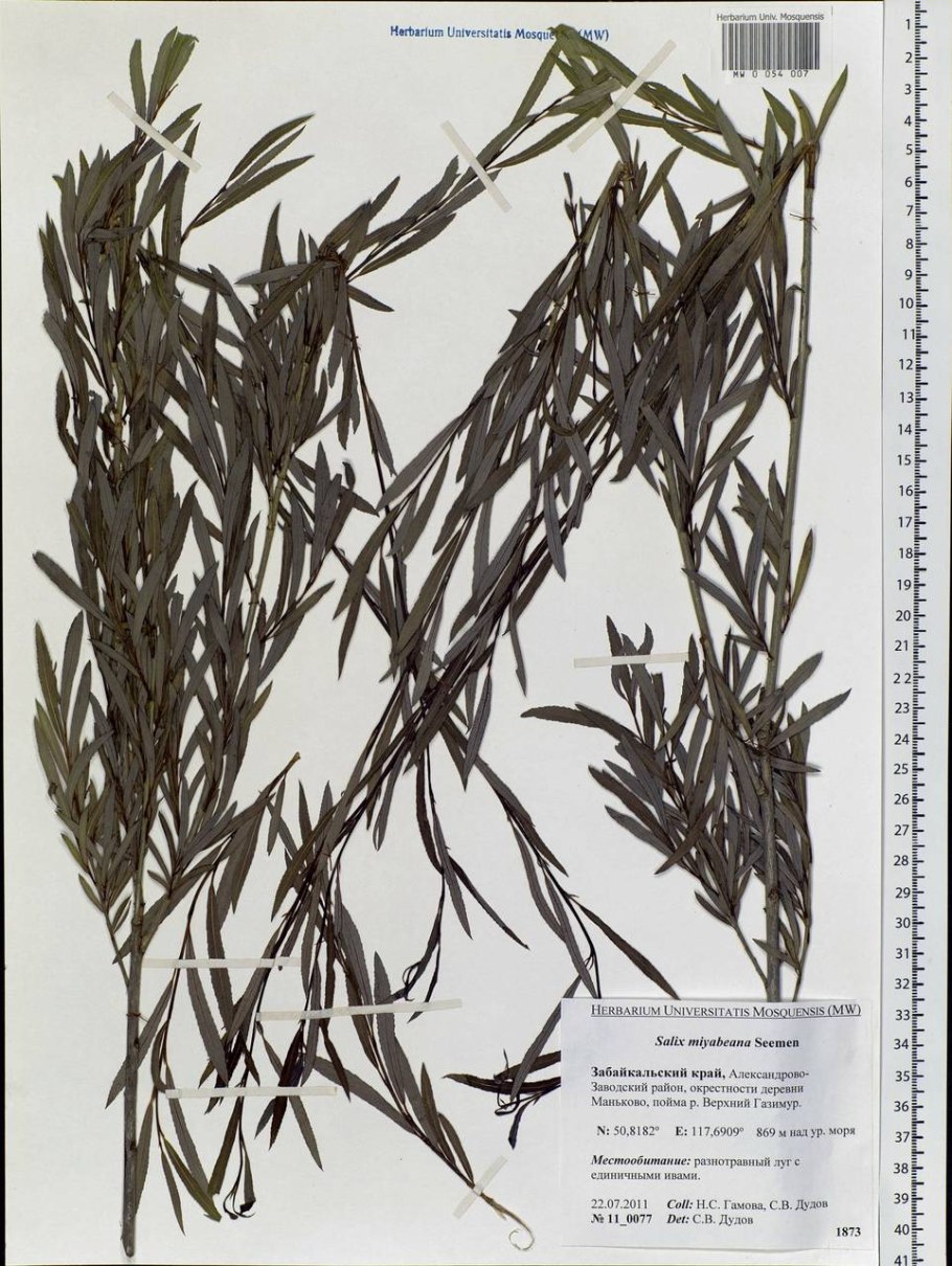 Ива ломкая (Salix fragilis), Ракита