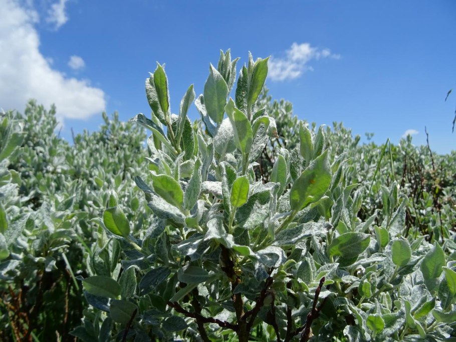 Ива лопарская