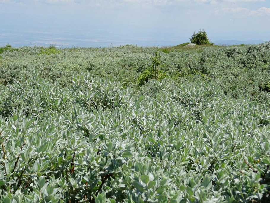 Кустарник Ива лопарская