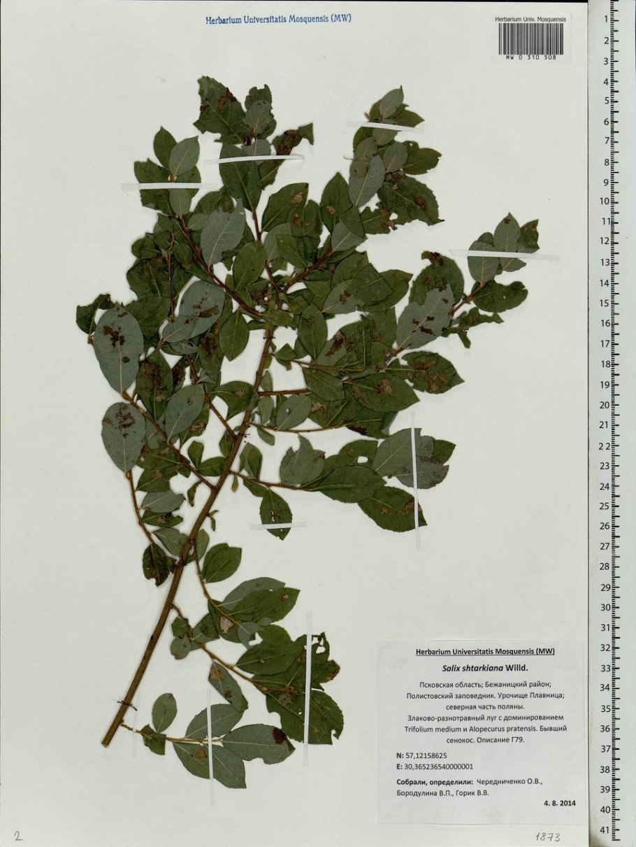 Ива пурпурная Нана цветет