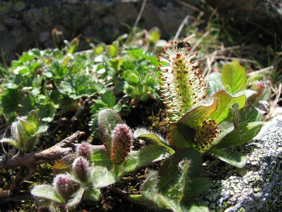 Ива Даурская