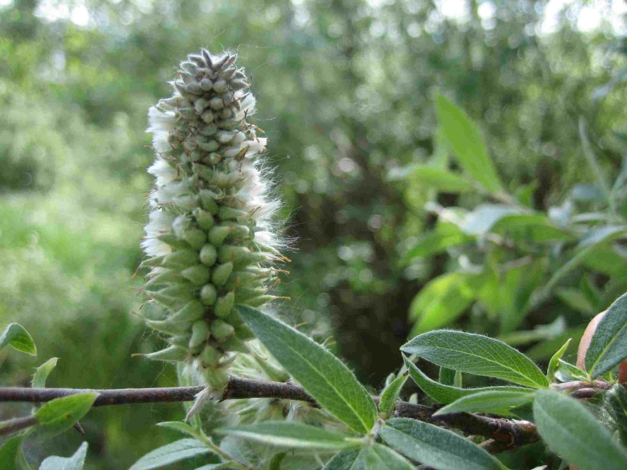 Ива лопарская