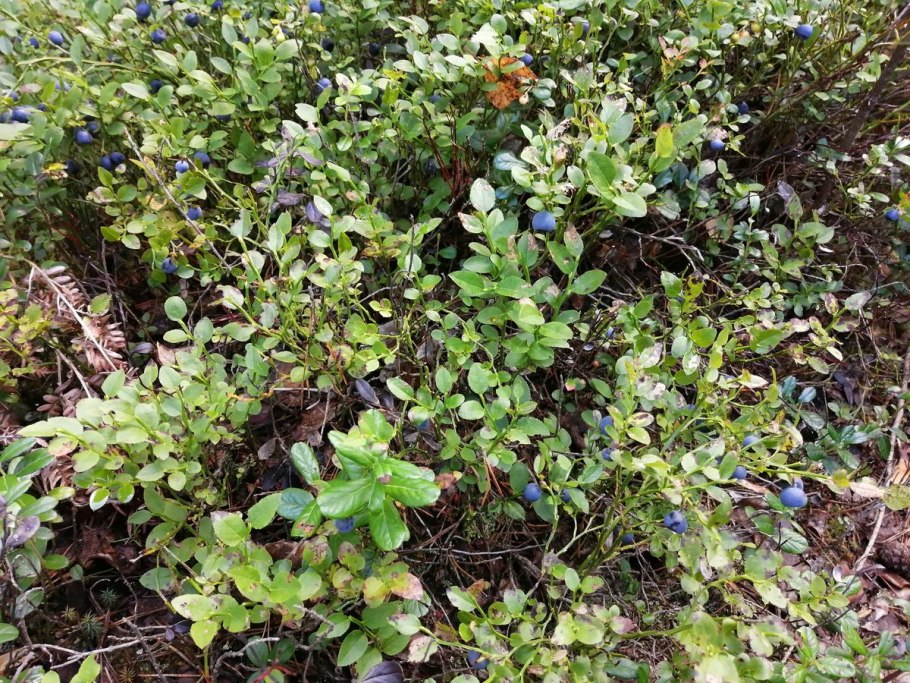 Ива ломкая Salix fragilis roksensis