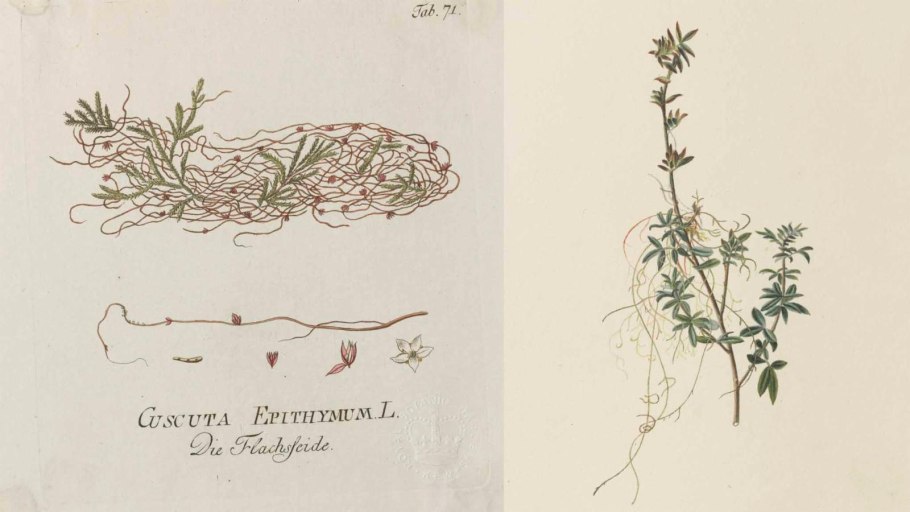 Salix elaeagnosngustifolia