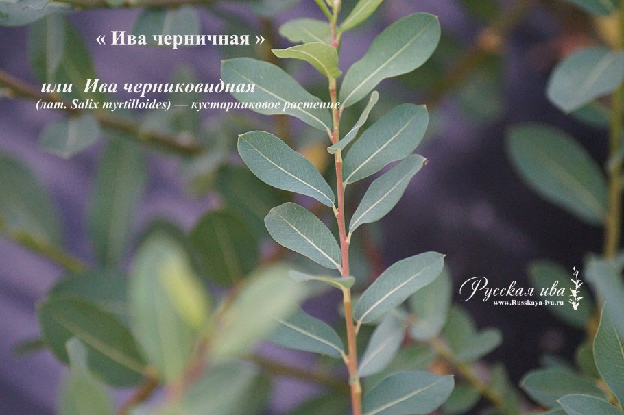 Ива Черничная Salix myrtilloides