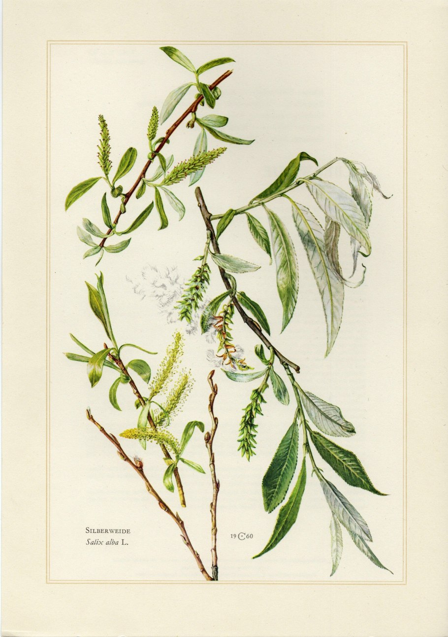 Ива остролистная цветение