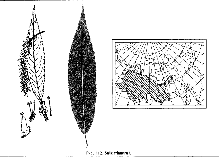 Ива туполистная