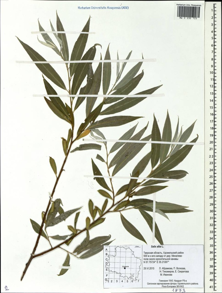 Книжкагормошка красная книга Оренбуржья