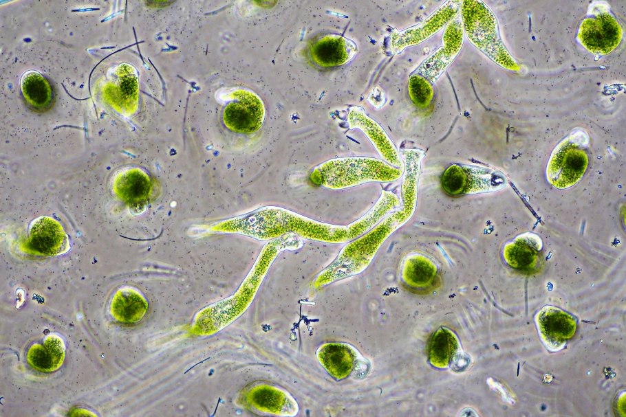 Хлорелла водоросль