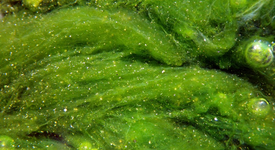 Хлорелла водоросль