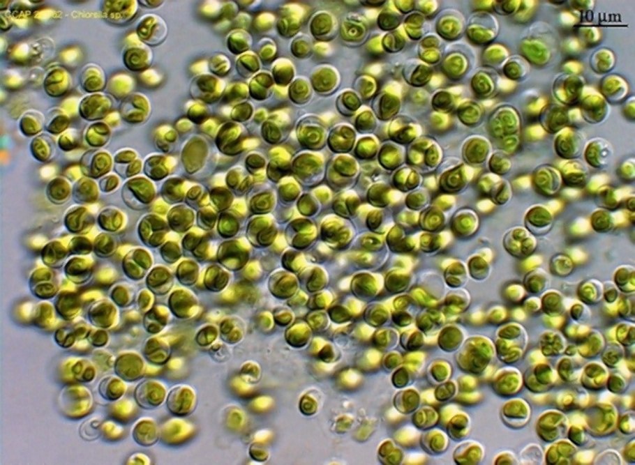 Хлорелла водоросль
