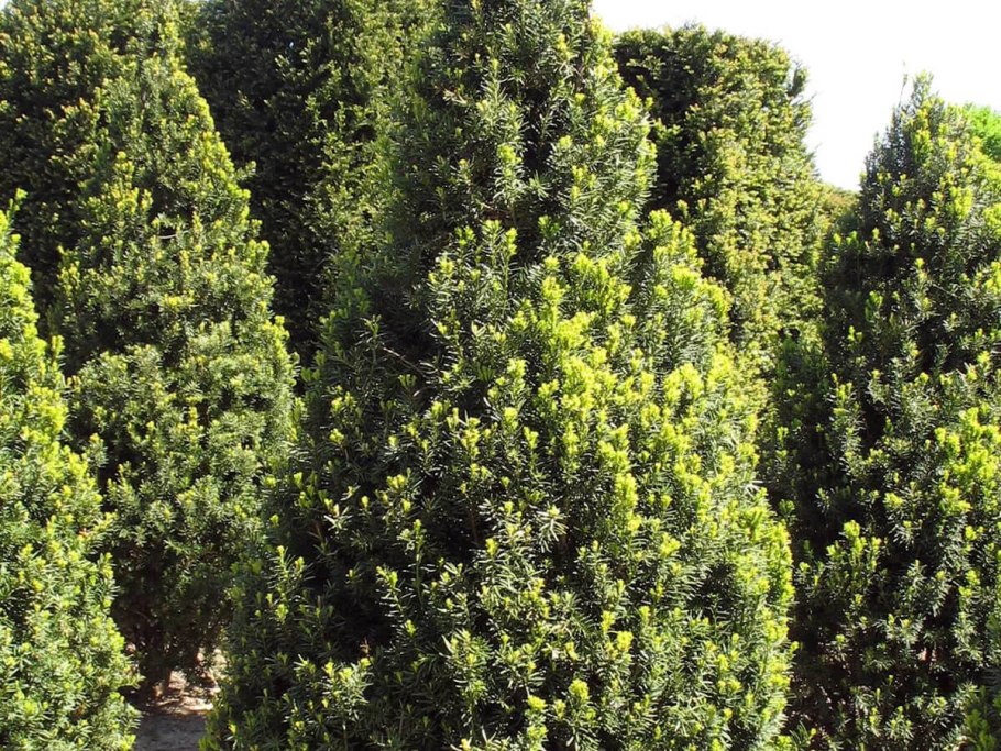 Тис средний (Taxus Media "Hicksii")*