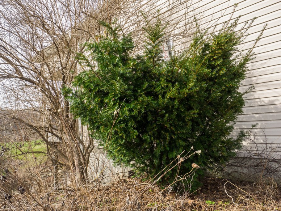 Тис средний Хэтфилды