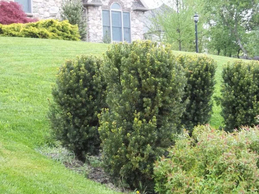 Тисс канадский