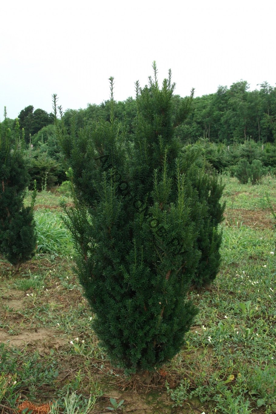 Тис Taxus Media Hillii