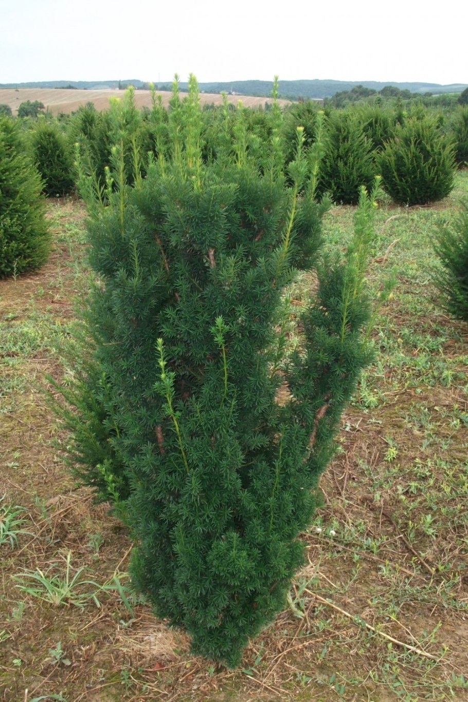 Тис средний (Taxus Media "Hicksii")*