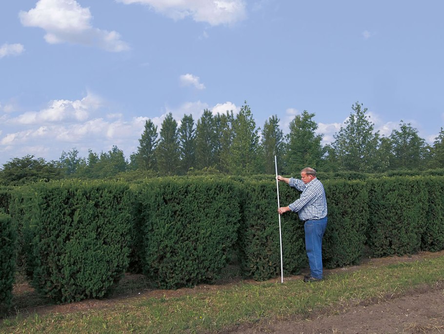 Тис средний (сорт 'Hicksii')