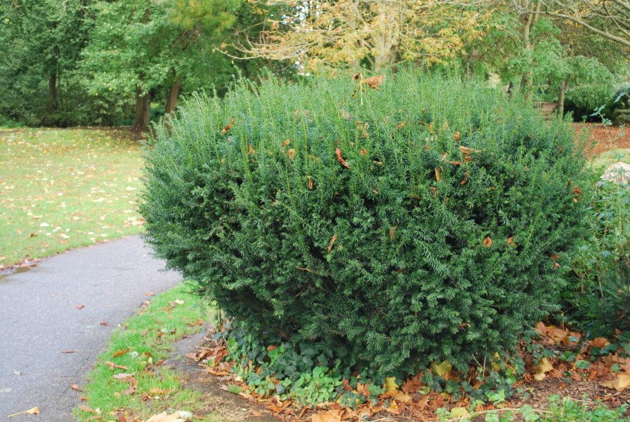 Тисс канадский