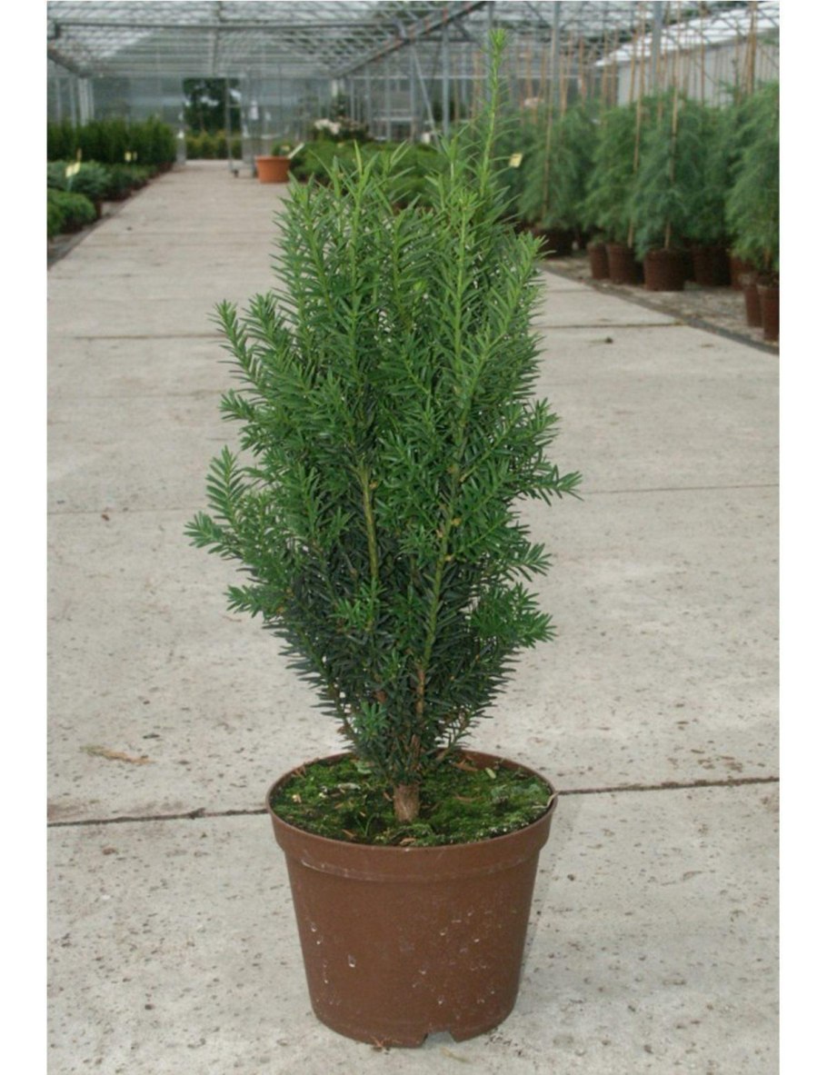 Тис Taxus Media Hillii