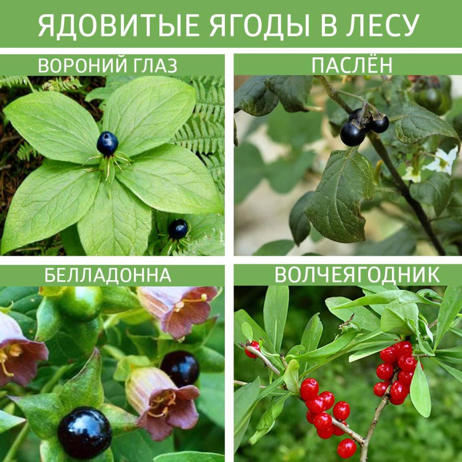 Несъедобные Лесные ягоды Южный Урал