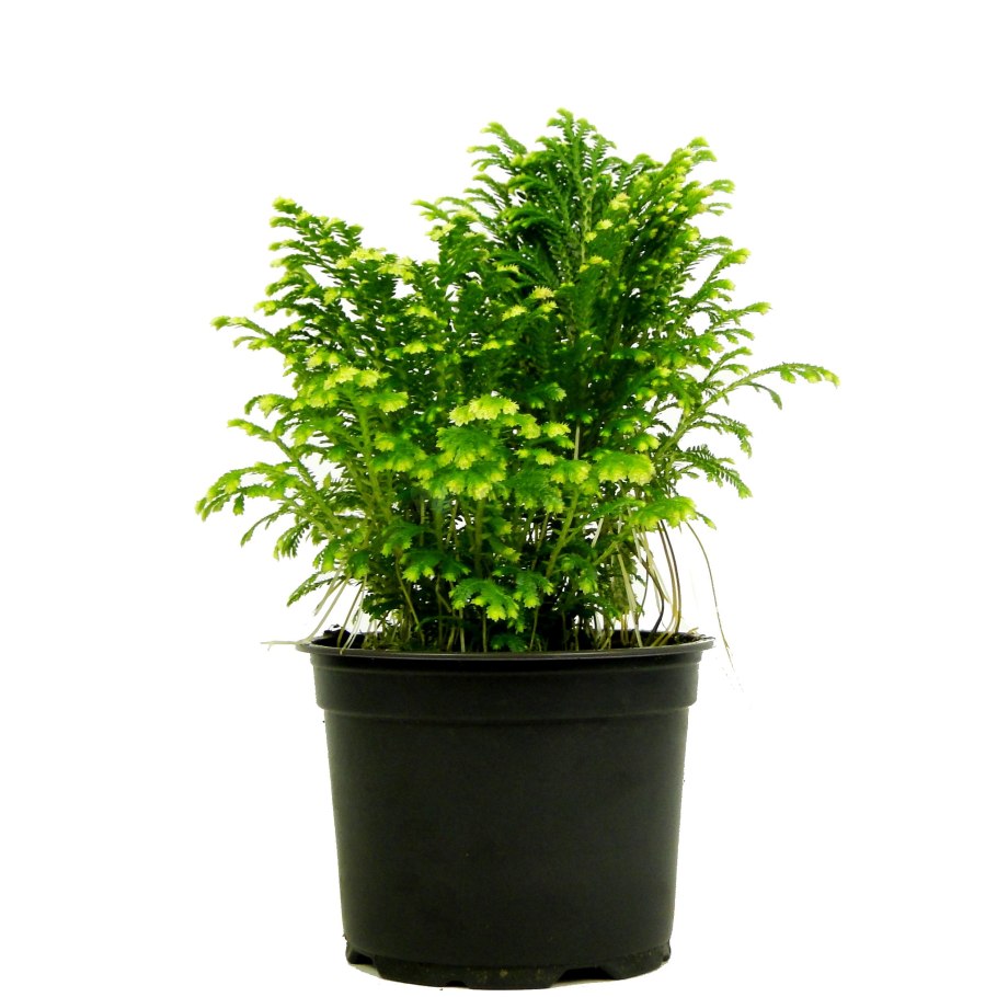 Селагинелла мартнзи Джори