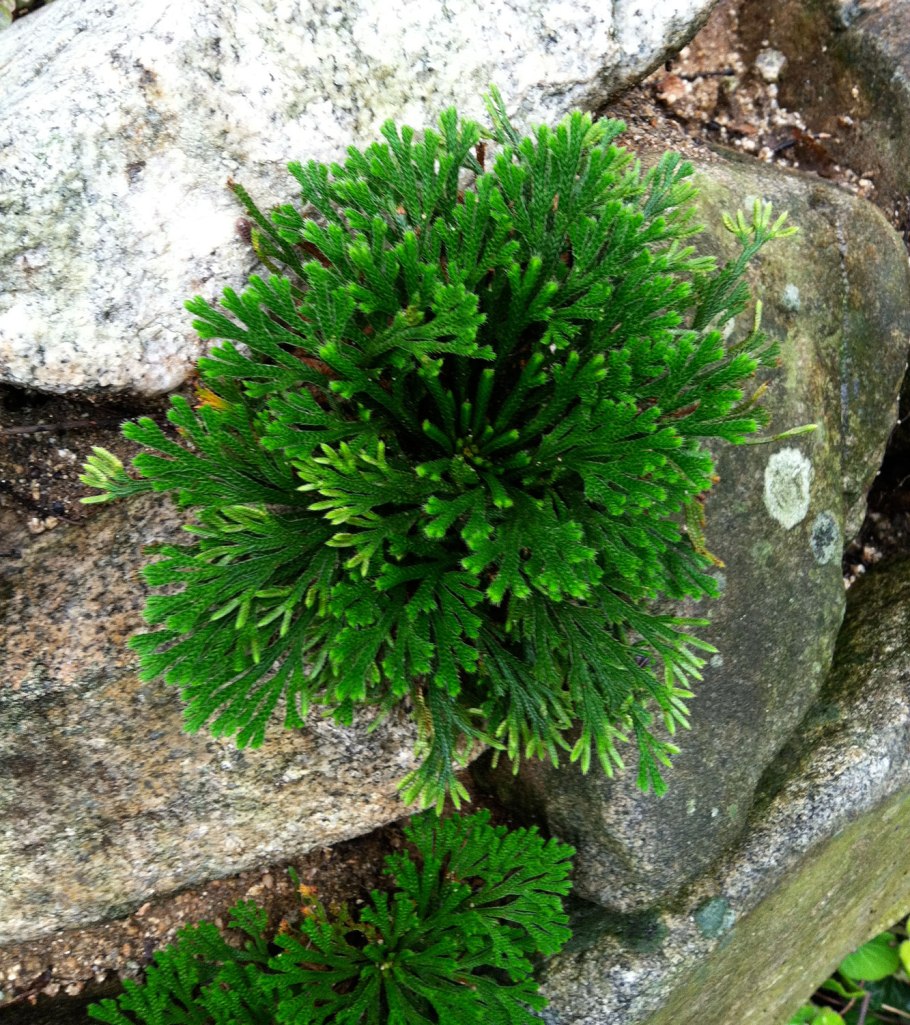 Селагинелла чешуелистная (Selaginella lepidophylla)