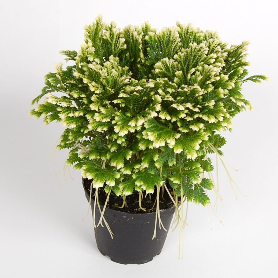 Selaginella martensii