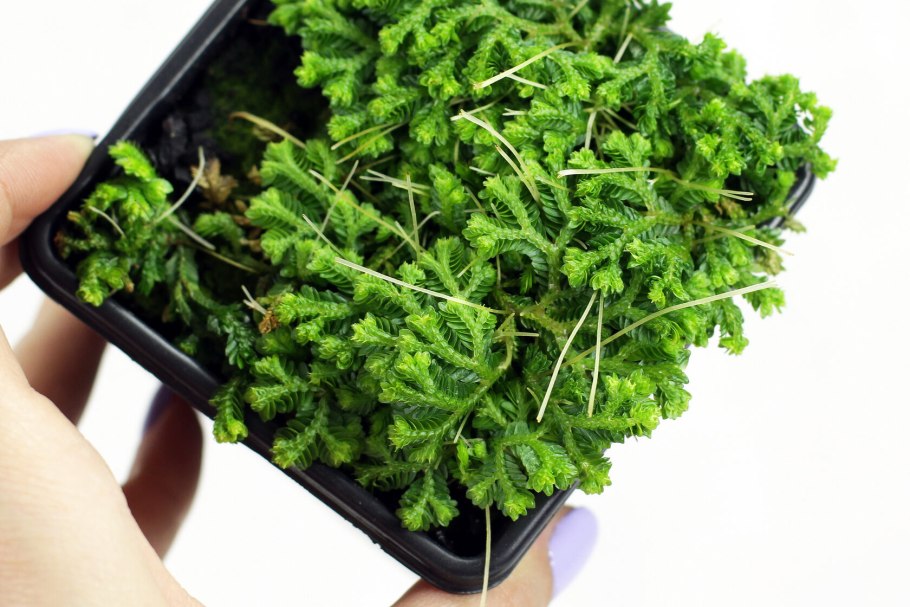 Селагинелла (Ковровый папоротник)