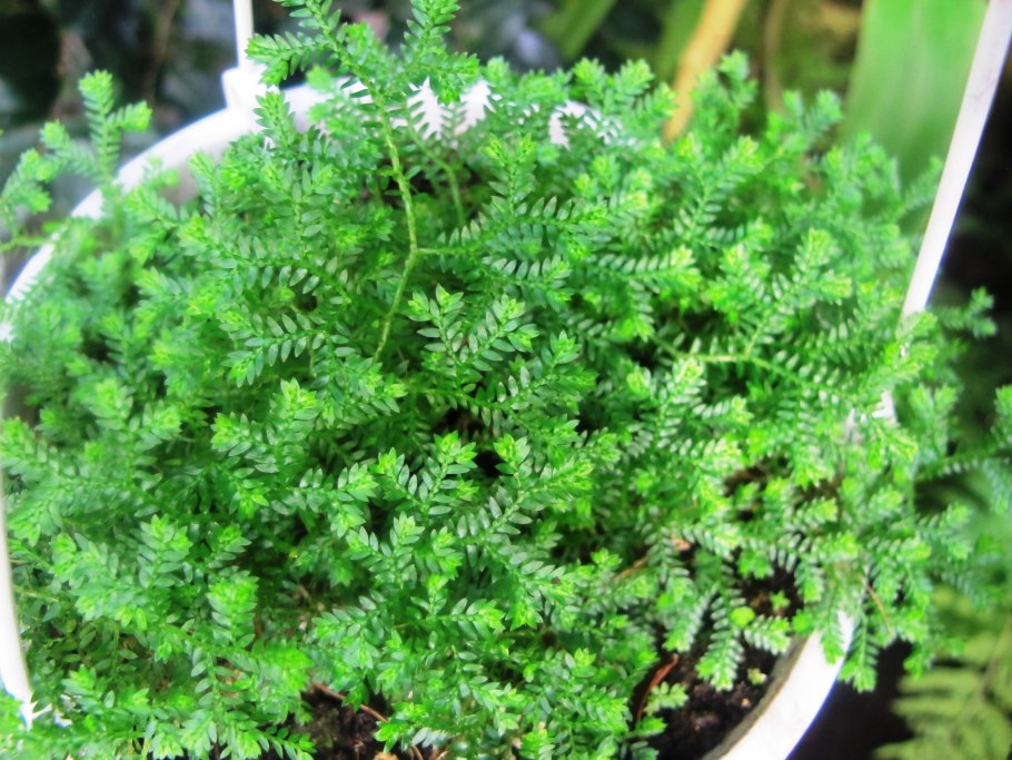 Селагинелла Мартенса. Флорариум