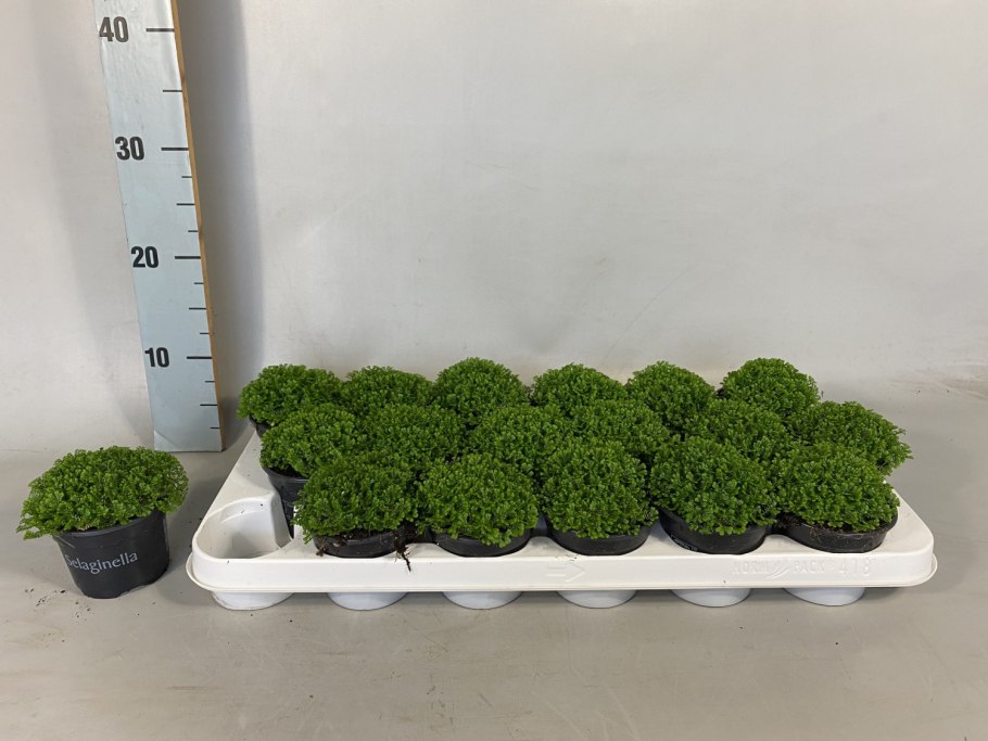 Селагинелла безножковая