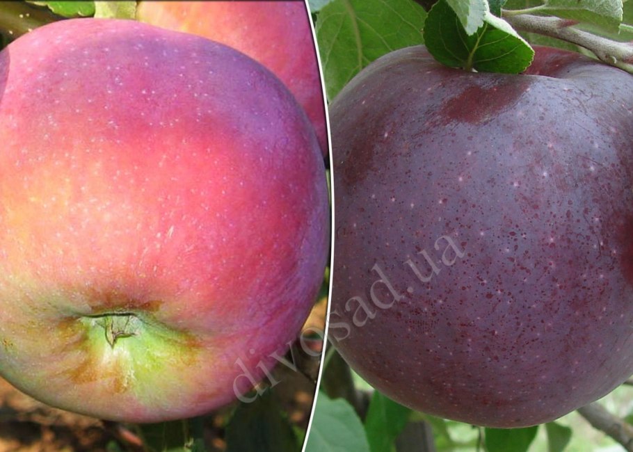 Яблоня Коробовка