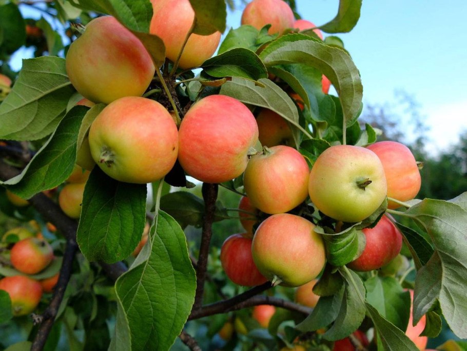 Яблоня красномякотная Байя Мариса