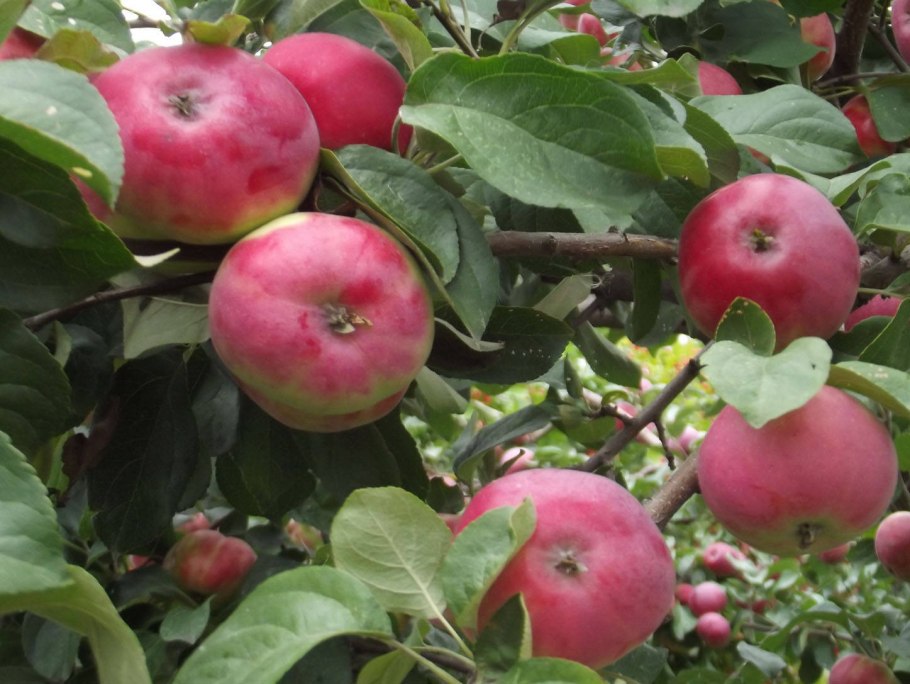 Яблоня полукультурка Горноалтайское