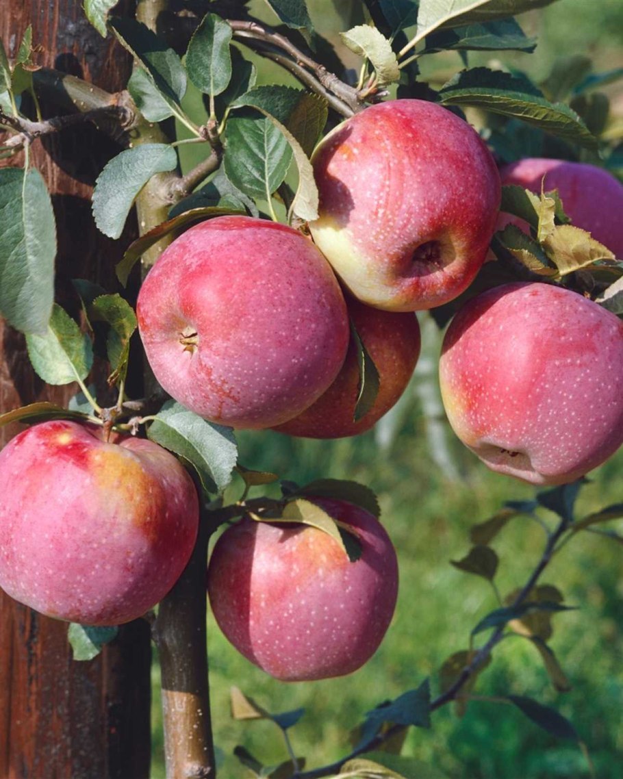 Яблоко Женева Эрли