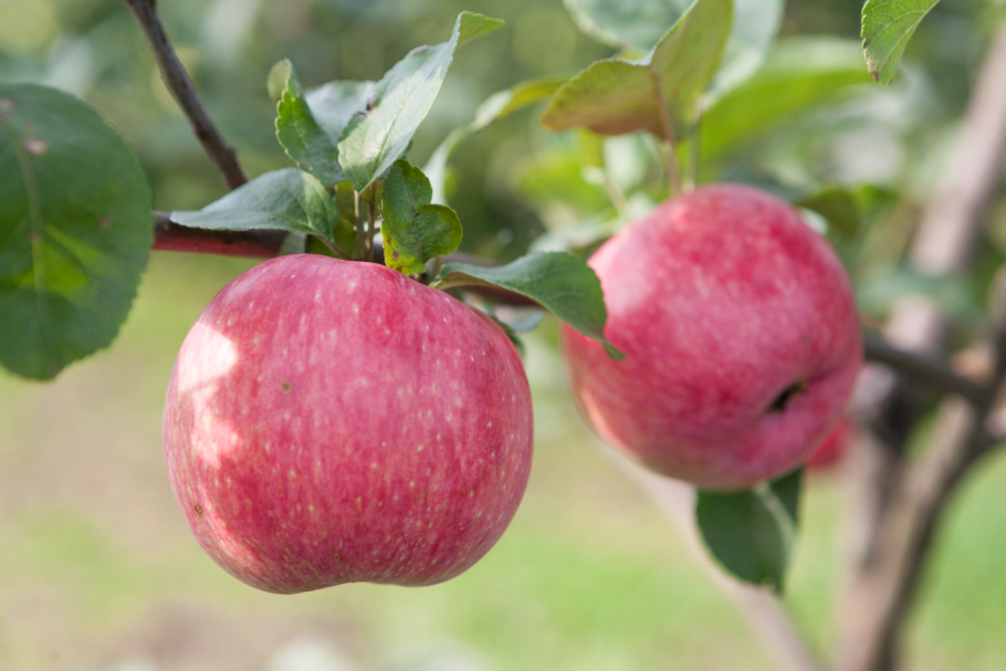 Сорт яблок Женева Эрли