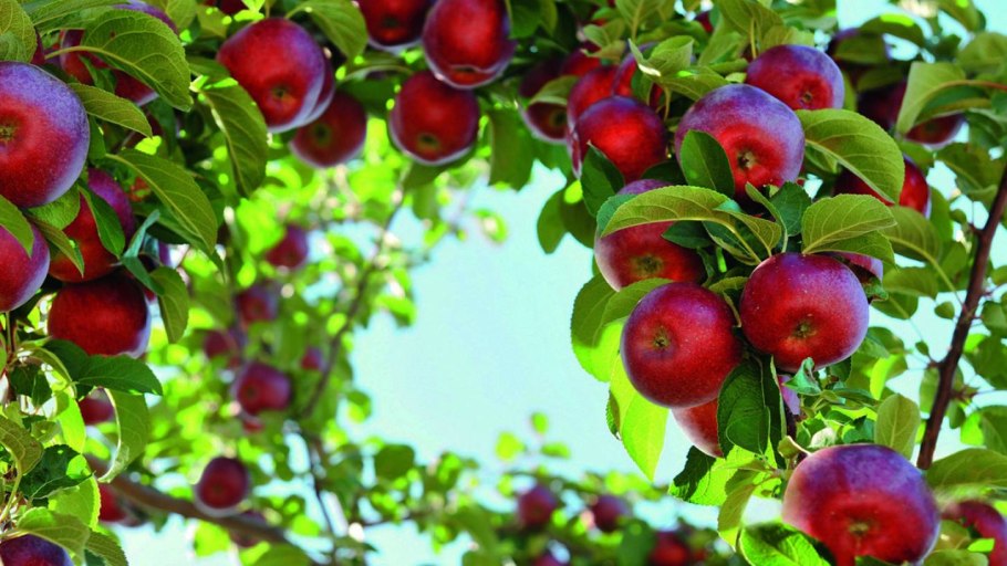 Яблоки Северный синап