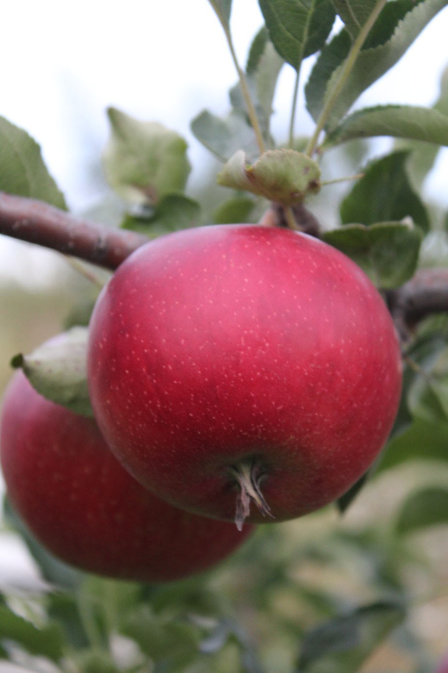 Яблоня Антоновка Золотая