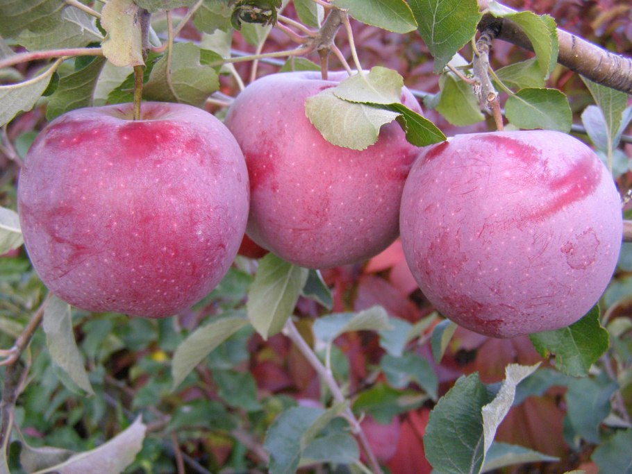 Яблоня Женева Эрли