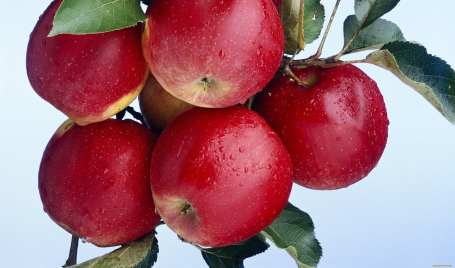 Сорт яблони Ауксис