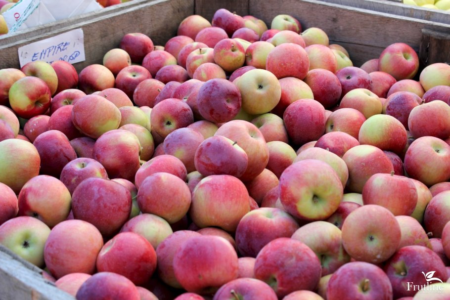 Колоновидная яблоня Антоновка