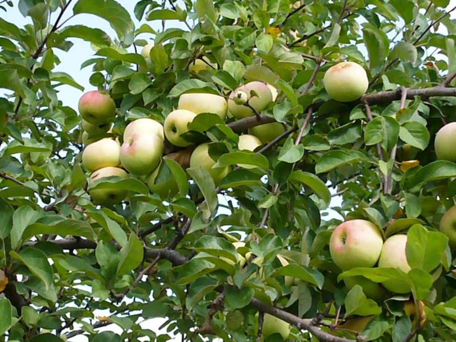 Актинидия аргута Ананасная